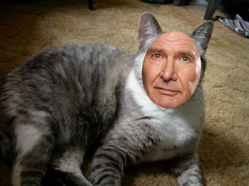 Illustration for article titled Cats That Look Like the Entire Cast of Star Wars
